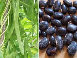 Kacang mete jika dibandingkan jenis kacang lainnya, kacang mete memiliki kandungan zat besi paling tinggi. Prospek Aneka Kacang Potensial Koro Pedang Sebagai Pengganti Kedelai Balitkabi