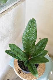 Segera lengkapi koleksi mama, ya! 7 Jenis Tanaman Anthurium Berdaun Lebar Dan Harganya