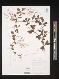 Image result for Cissus humbertii