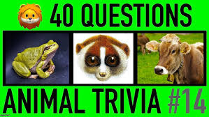 This trivia is all about different sea animals. Animal Trivia Quiz 10 50 Insects Trivia Questions And Answers Insect Pub Quiz Youtube