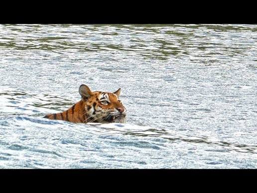 রয়েল বেঙ্গল টাইগার (Royal Bengal Tiger) হলো বিশ্বের সবচেয়ে শক্তিশালী ও  সুন্দর বাঘের একটি উপপ্রজাতি। এটি মূলত ভারত, বাংলাদেশ, নেপাল ও ভুটানের ...