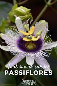 Epingle Sur Jardin