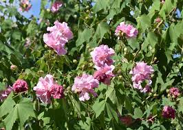 Try Confederate Rose A Pass Along Heirloom Mississippi State University Extension Service Rose Ornamental Plants Confederate