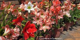 如何將孤挺花種好 種得漂亮 施肥方法說明 amaryllis plants bloom