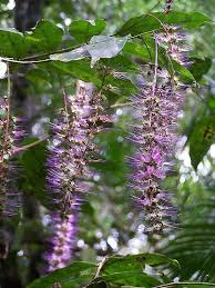 Image result for Hirtella zanzibarica