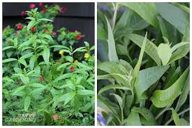 We did not find results for: Herbs That Grow In Shade 10 Delicious Choices For The Garden