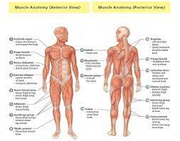 Check spelling or type a new query. Meet Your Muscles Muscular System Anatomy Bodybuilding Wizard