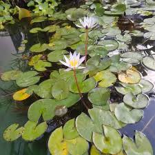 Image result for Nymphaeaceae