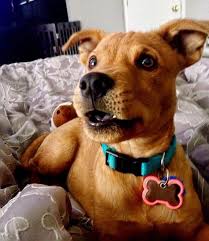 Scooby Doo 25 Races De Chiens Croises Qui Sont Tellement Mignons Que Tu Vas En Vouloir Un Tout De Suite Types De Chiens Animaux Mignons Photo Chien
