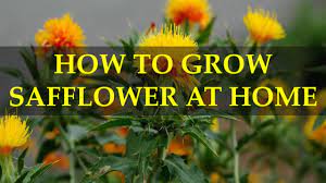 How To Grow Safflower At Home Youtube