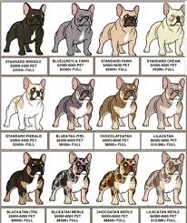 The goals and purposes of this breed standard include: Pin By Shaune Vucina On Frenchies French Bulldog Breed Bulldog Breeds French Bulldog Puppies