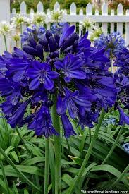 Image result for Ellipanthus