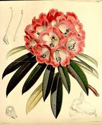 Rhododendron From Ancient Greek Rhodon Rose And Dendron Tree Is A Genus Of 1 024 Species Of Botanical Drawings Botanical Prints Botanical Illustration