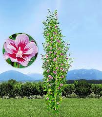 Saulen Hibiskus Purple Pillar Top Qualitat Baldur Garten Baume Pflanzen Pflanzen Hibiskus