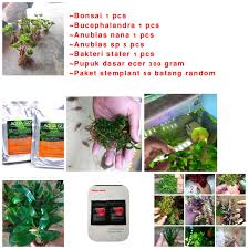Jual Paket Aquascape Pemula Starter Pack Tanaman Aquascape Aquarium Kab Bogor Adada Da Store Tokopedia