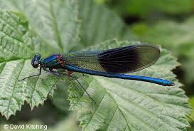 Black And Blue Dragonfly Meaning Zygoptera Damselflies British Dragonflies Org Uk Damselfly British Wildlife Pictures Of Insects