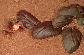 Image result for Hermannia depressa