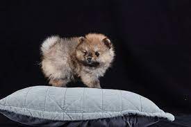 Find teacup shih tzu puppies and dogs from a breeder near you. Teacup Pomeranian In 2020 Miniature Puppies Teacup Puppies Pomeranian Puppy Teacup