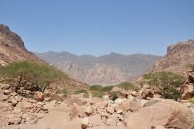 Image result for Zygophyllum leucocladum