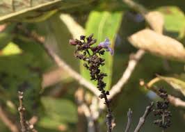 Image result for Vitex sp. A