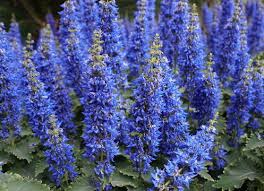 Image result for Coleus thyrsoideus