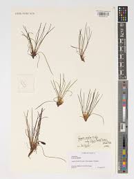 Image result for Geigeria