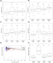 Image result for Sarcophrynium prionogonium