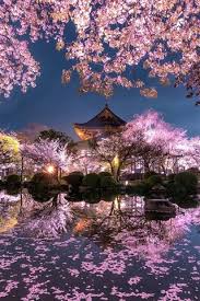Sakura (night) by dblasphemy on deviantart. Japan Sakura Trees Pink Flowers Night Pond Temple Garden 750x1334 Iphone 8 7 6 6s Wallpaper Background Picture Image