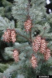 Image result for Pseudovigna