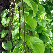 Image result for Dioscorea alata