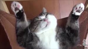 Funniest Animal Videos Compilation 2023 Archives | Cat Boarding Hotel  Laguna, Mission Viejo, Anaheim, Santa Ana, CA | Cats Luv Us