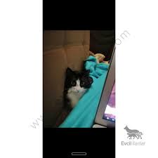 paspasi sahiplendirmek zorundayim kedi paspas aslan