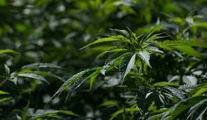 Legalización de la marihuana en méxico podría dejar una derrama económica de hasta 100 mdd: Diputados Alistan Dictamen Sobre Regulacion De La Marihuana Nacional W Radio Mexico