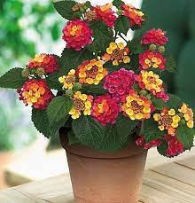 50pcs Lantana Camara Seed Mix Orange Flower Rare Perennial Plant Home Garden Diy Flower Pots Plants For Hanging Baskets Container Plants