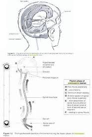 Pin On Cranio Sacral Therapy