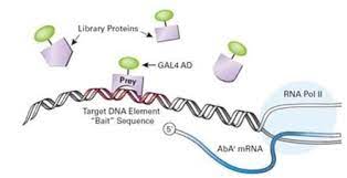Yeast One Hybrid Y1h Service Creative Biolabs