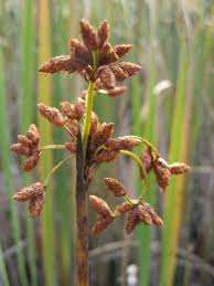 Image result for Schoenoplectus scirpoides