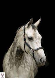 rose gold anatomisch leren halster zwart halster paard koper etsy mooie paarden paarden paard halsters