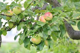 Da lohnt sich direkt ein eigener apfelbaum im garten. Apfelernte Wann Ist Die Beste Erntezeit Fur Boskop Co