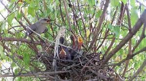 Northern mockingbird habitat, behavior, diet, migration patterns, conservation status, and nesting. The Northern Mockingbird Nesting Mating Feeding Habits