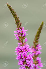 Image result for Lythraceae