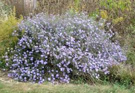 Image result for Sphaeranthus foliosus