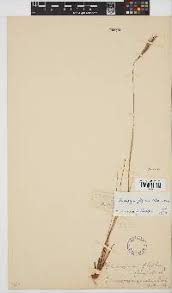 Image result for Diheteropogon filifolius