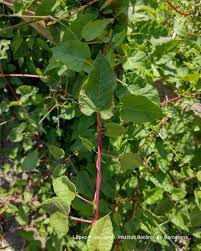 Image result for Fallopia baldschuanica
