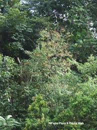 Image result for Aidia