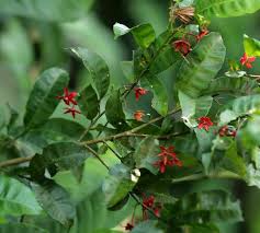 Image result for Rhabdophyllum affine