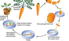 Gambar Kultur Jaringan Lengkap Dengan Penjelasannya