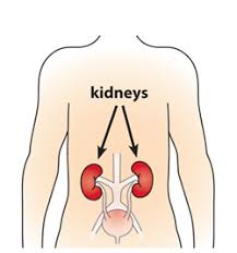 The kidneys are responsible for filtering waste products out of the blood to form urine. What Is Chronic Kidney Disease Niddk