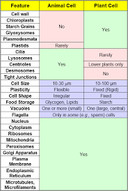 Pin By Sabrina Costa On Classes Cell Wall Tight Junction Animal Cell