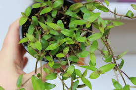 Image result for Aneilema zebrinum